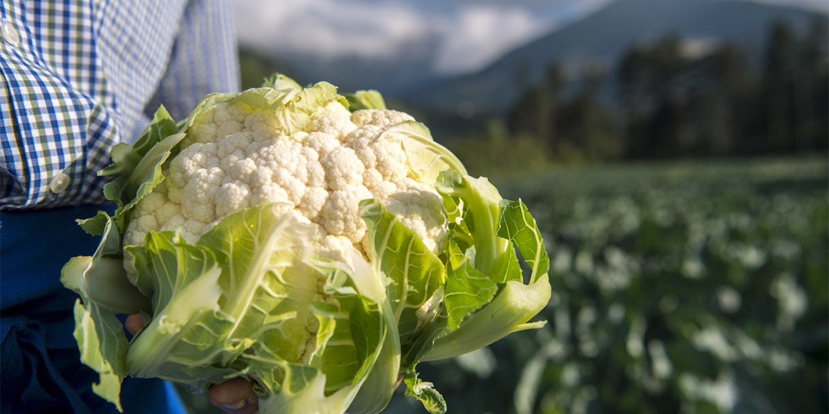 Esordio per il cavolfiore estivo della Val Venosta